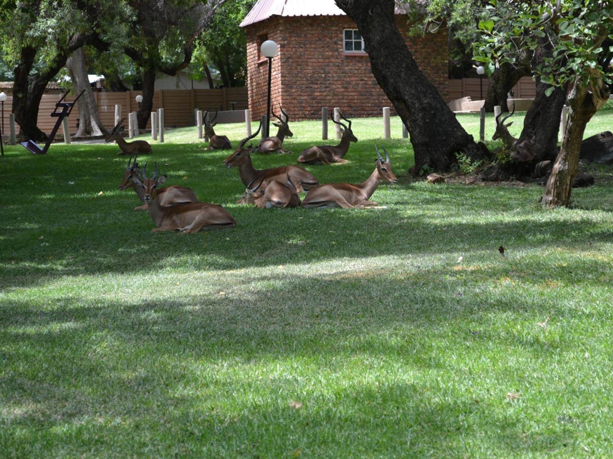 Mount Amanzi Hotel Hartbeespoort Buitenkant foto